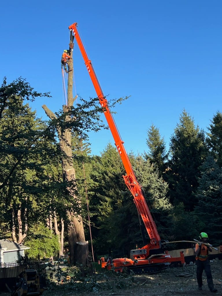 Any Height Tree Services photo 1