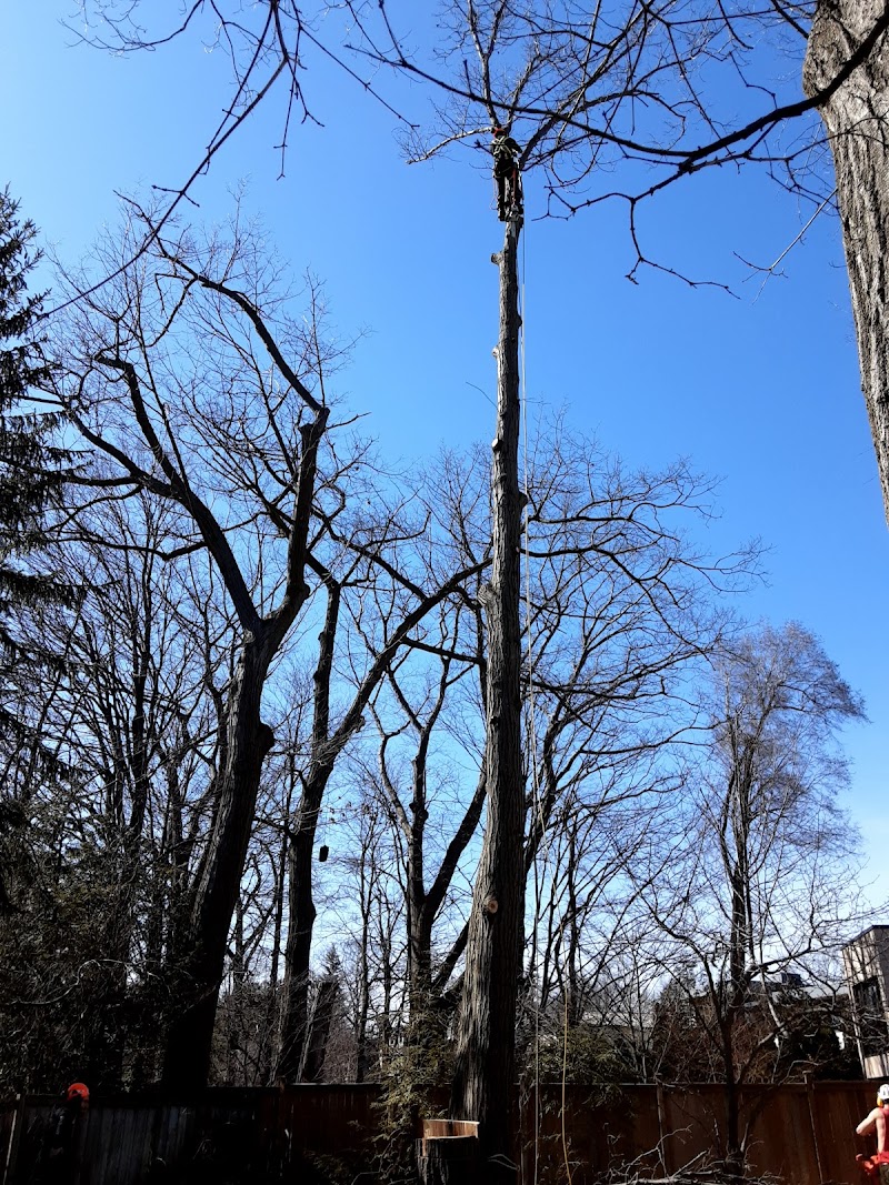 Any Height Tree Services photo 2