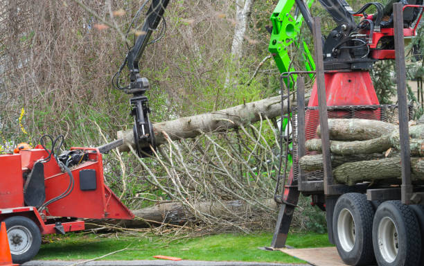 Any Height Tree Services photo 3