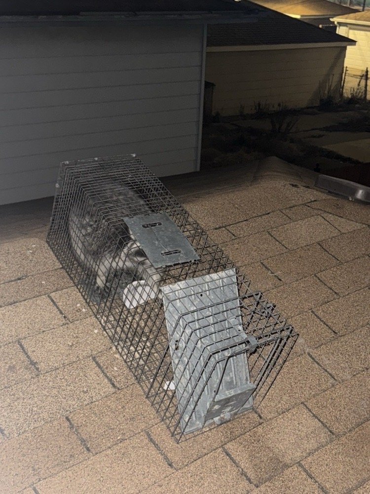 Promax Pest Control Scarborough photo 5