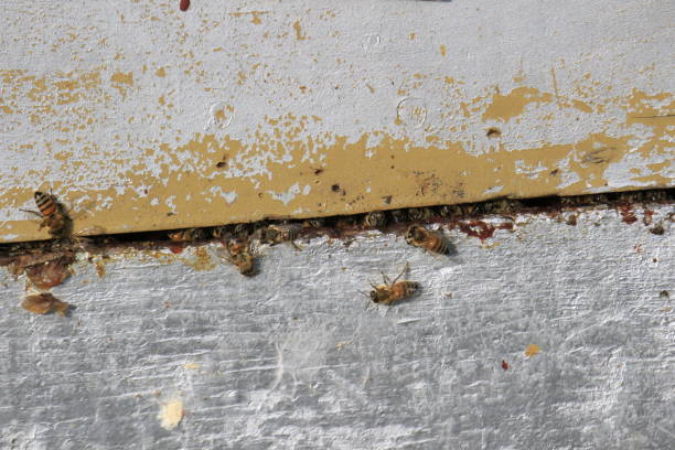 Ultimate Pest Solutions - Pest Control Toronto photo 1