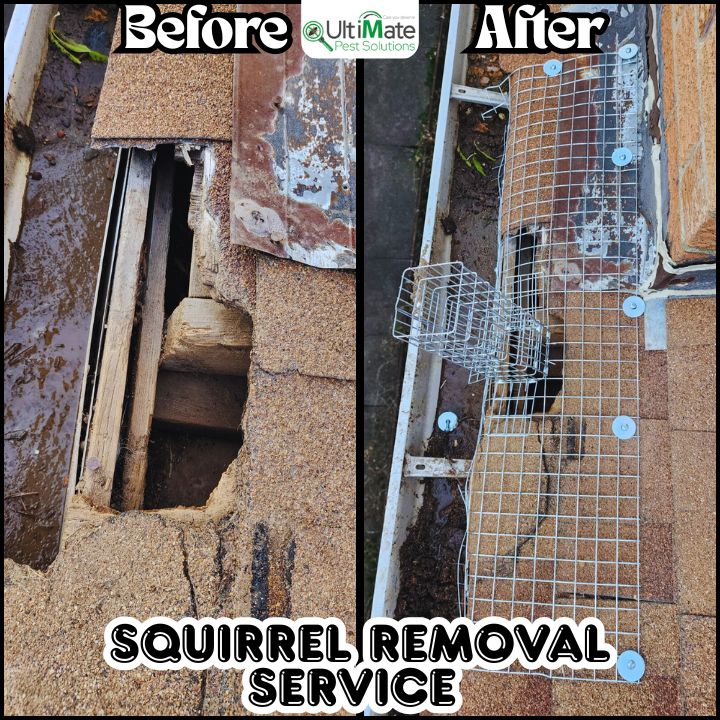 Ultimate Pest Solutions - Pest Control Toronto photo 2