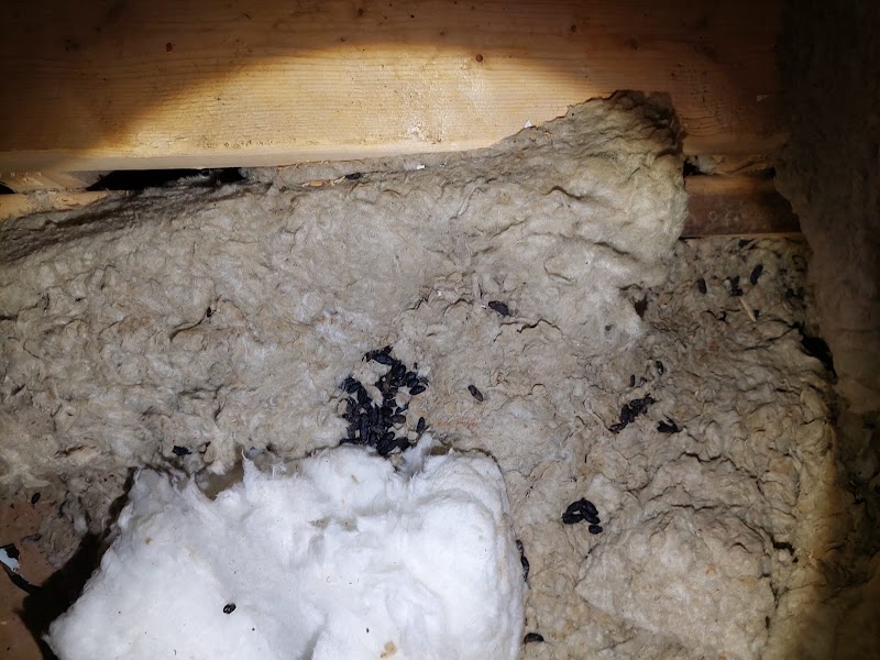 Ultimate Pest Solutions - Pest Control Toronto photo 4