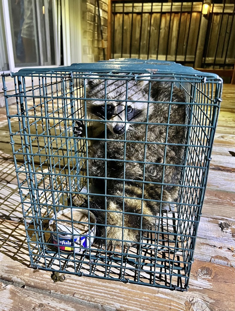 Bestpest Canada - Pest Control Toronto photo 4