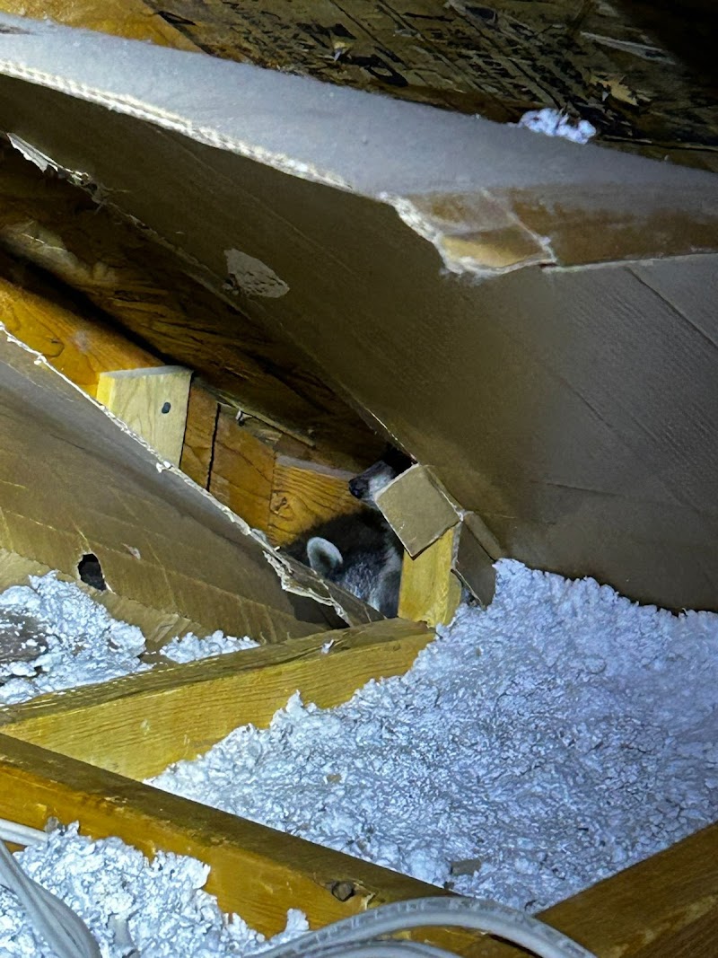 Pestend Pest Control Toronto photo 3