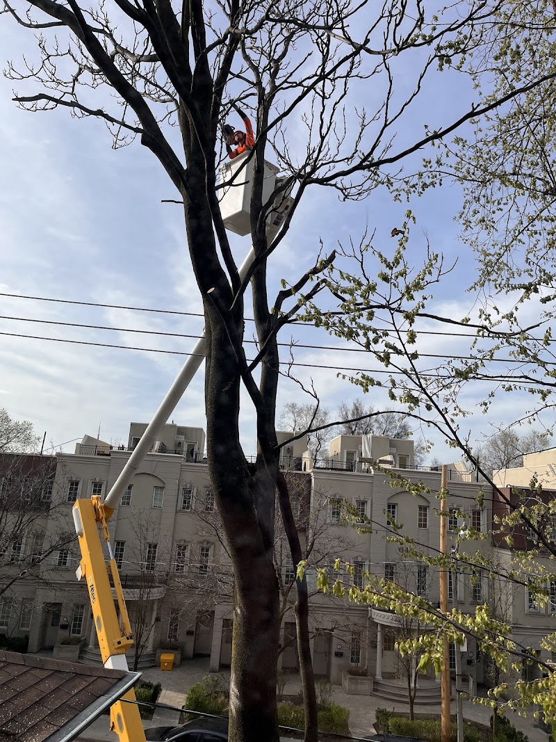 Higher Place Tree Care photo 2