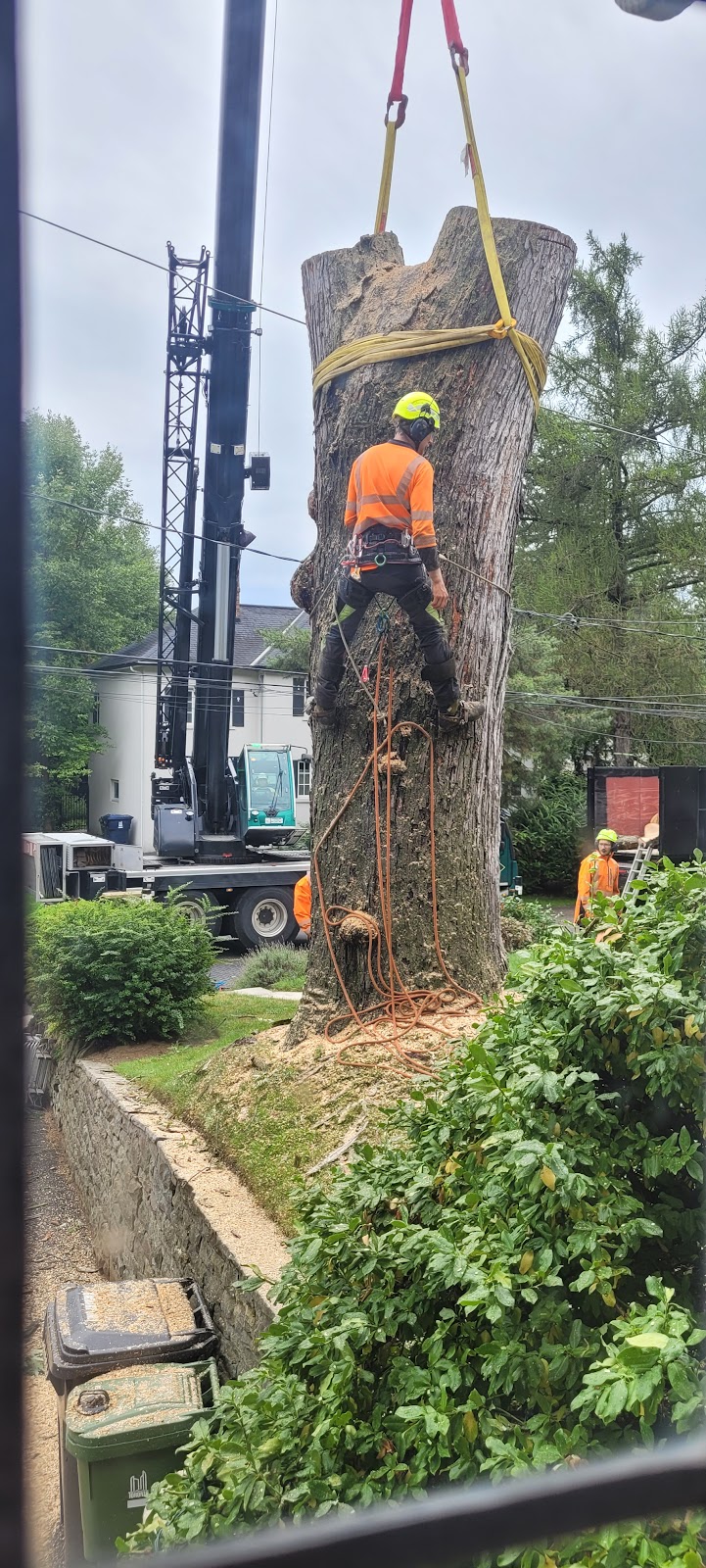 Higher Place Tree Care photo 3