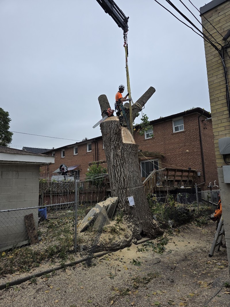 Higher Place Tree Care photo 4