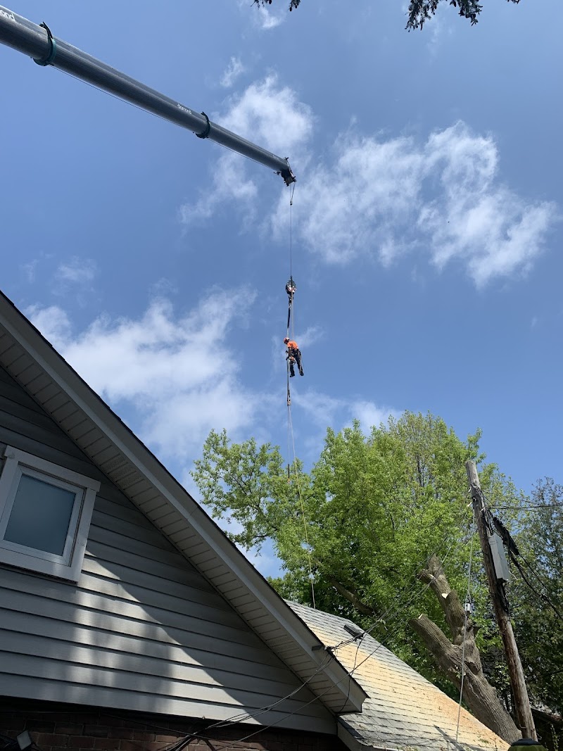 Higher Place Tree Care photo 5