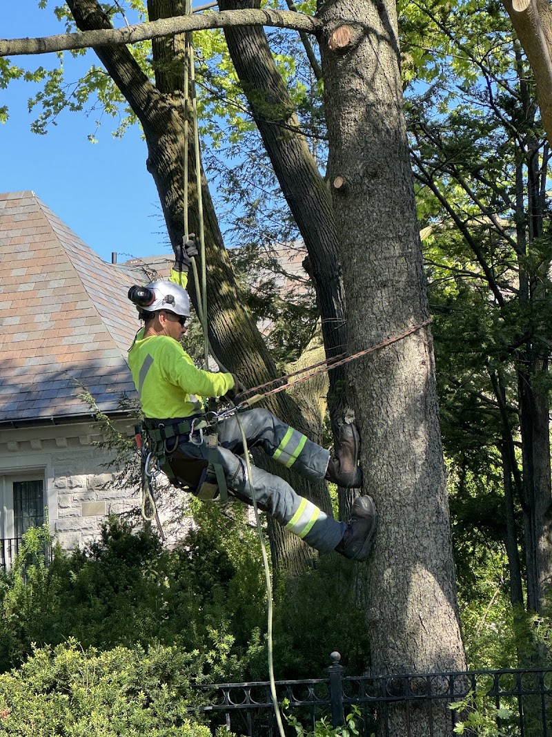 Davey Tree Expert Co. of Canada, Limited photo 3