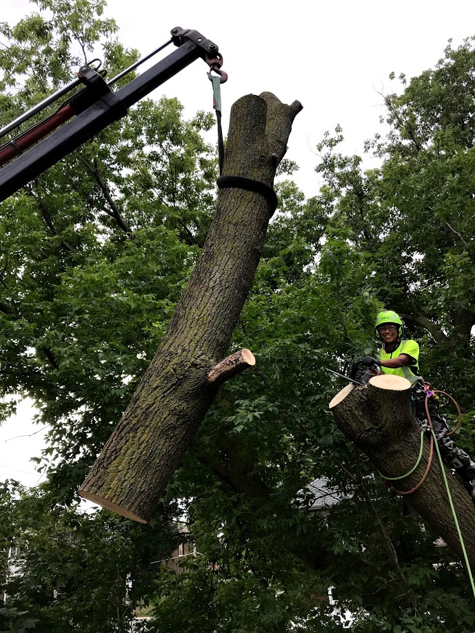 Elite Tree Care photo 2