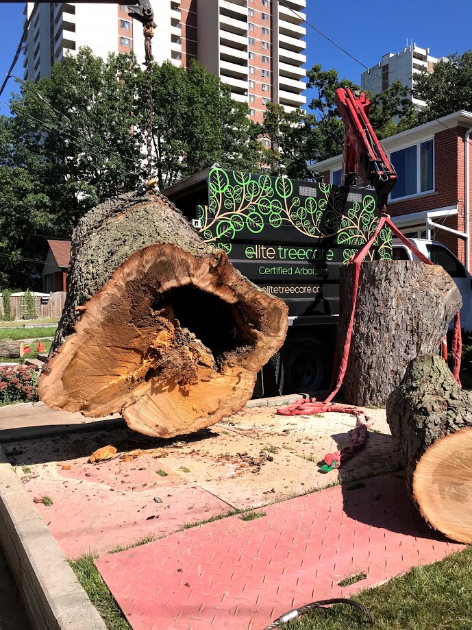 Elite Tree Care photo 3