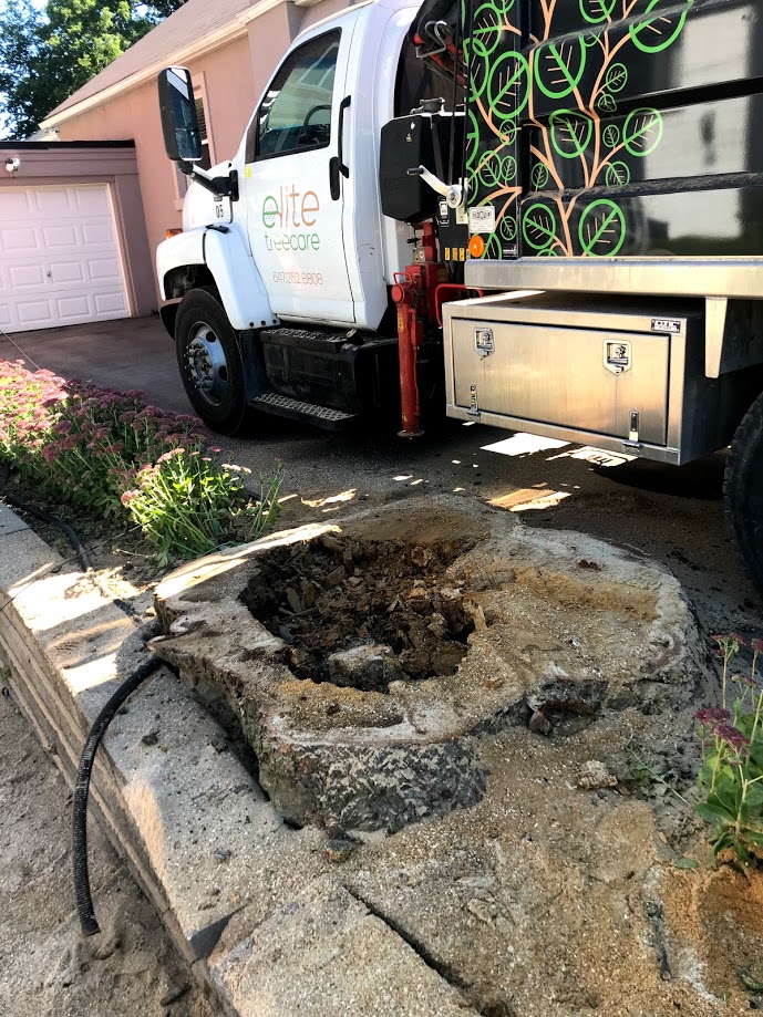 Elite Tree Care photo 4