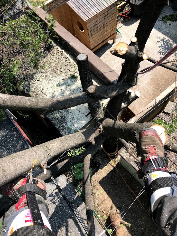 Elite Tree Care photo 5