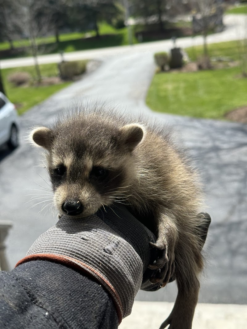 Fast Pest Control - Brampton photo 1