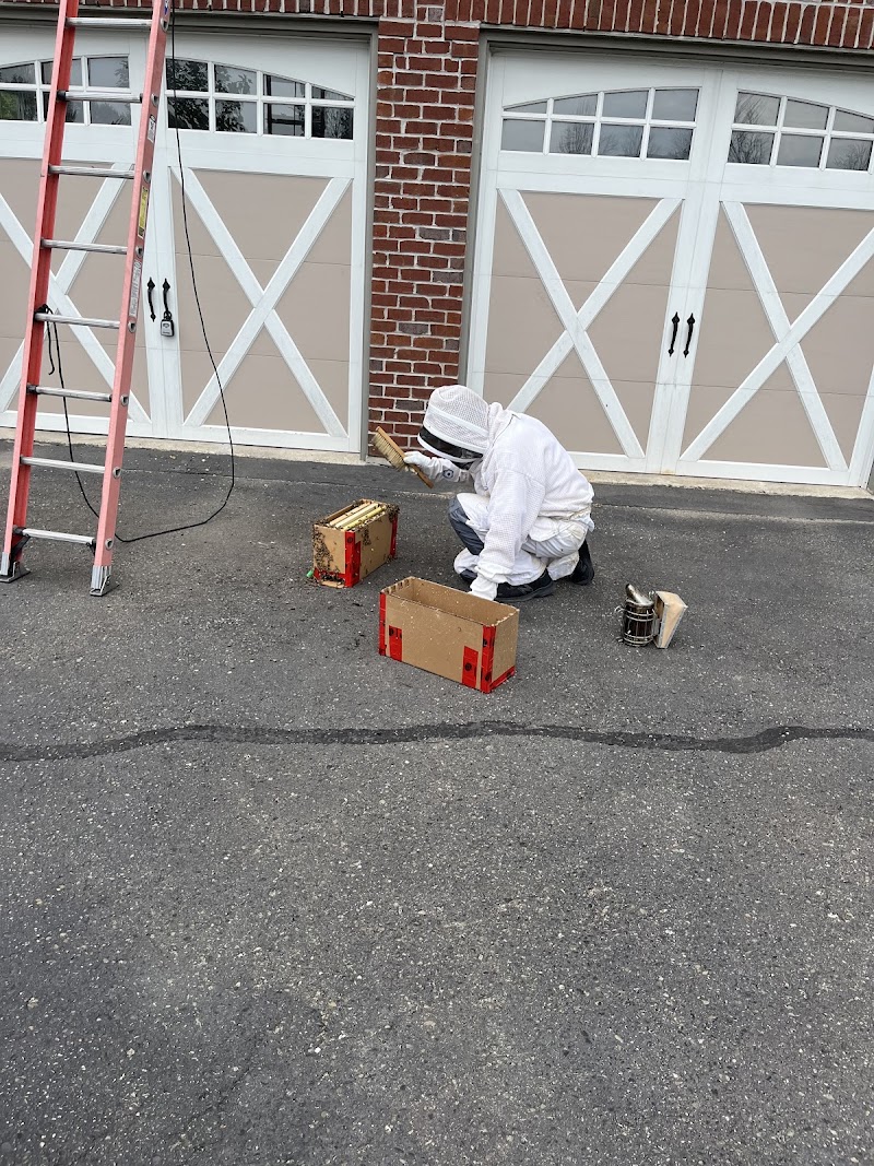 Fast Pest Control - Brampton photo 2