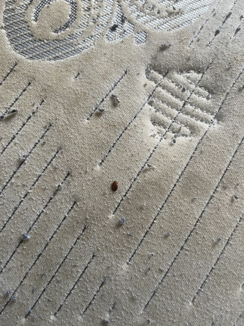 Fast Pest Control - Brampton photo 3