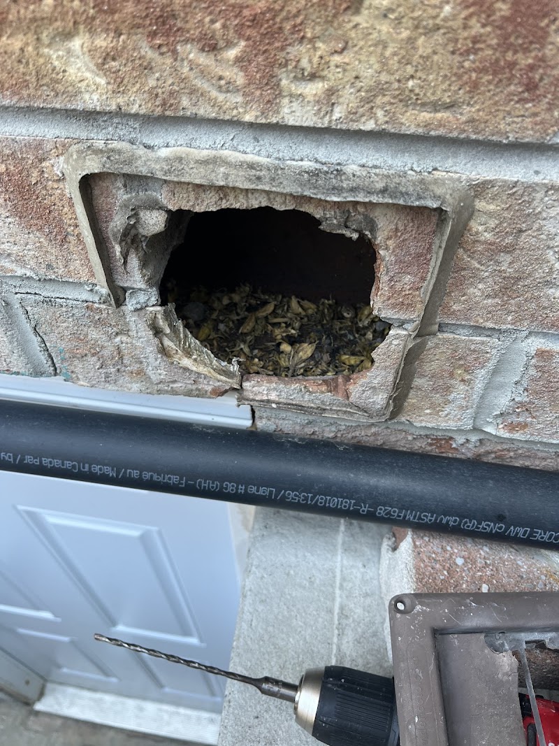 Fast Pest Control - Brampton photo 4