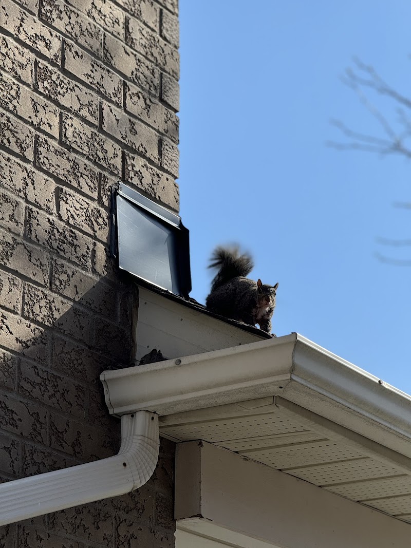 Fast Pest Control - Brampton photo 5