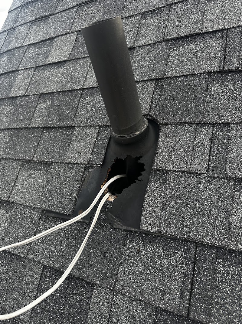 Wise Pest Solutions photo 1