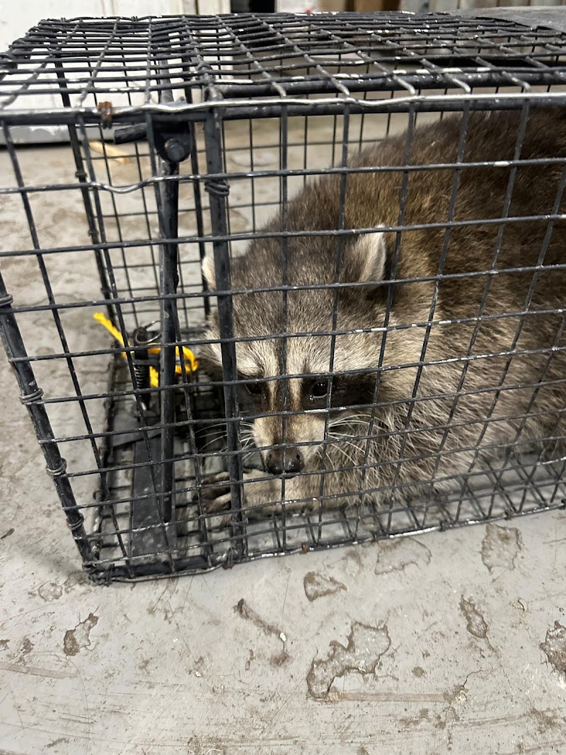 Wise Pest Solutions photo 3