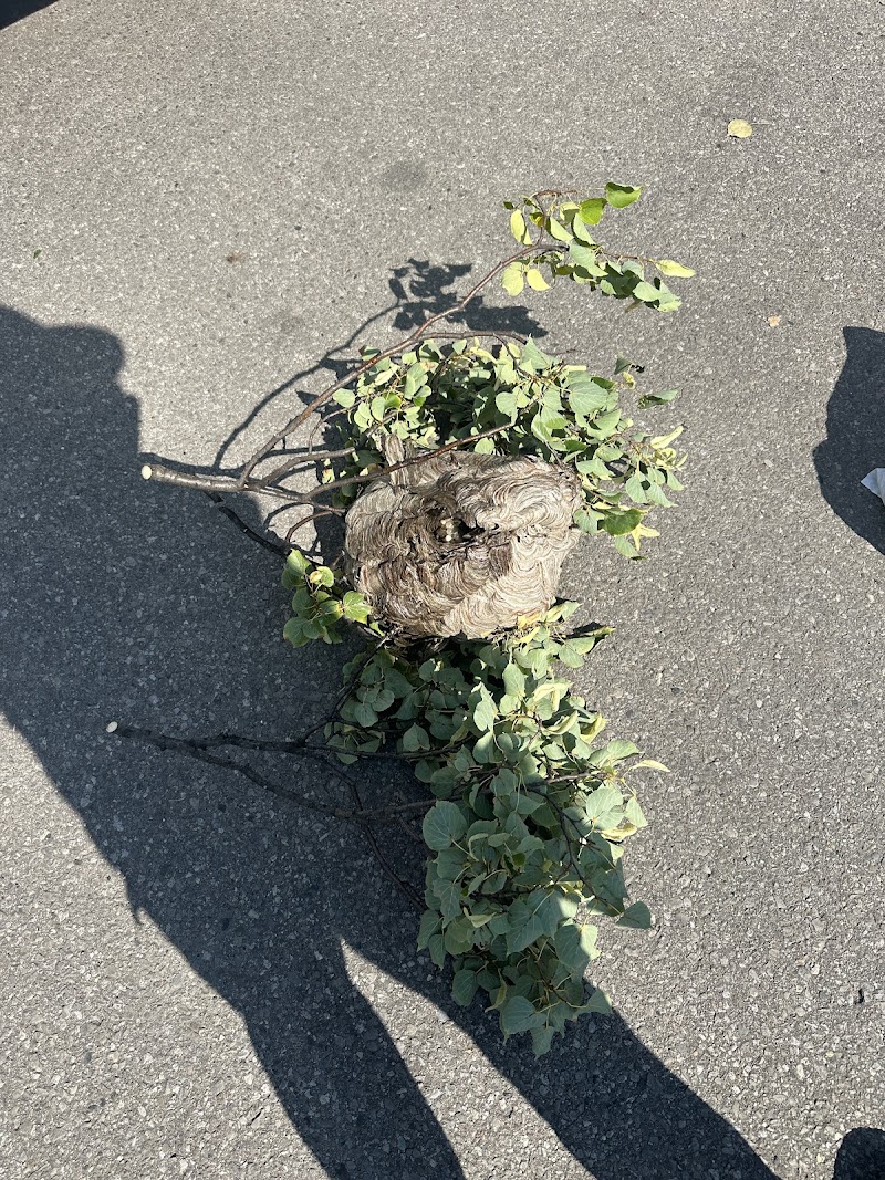 Wise Pest Solutions photo 4