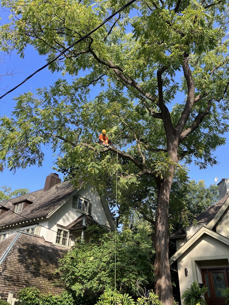 Sunnyside Arboriculture photo 1