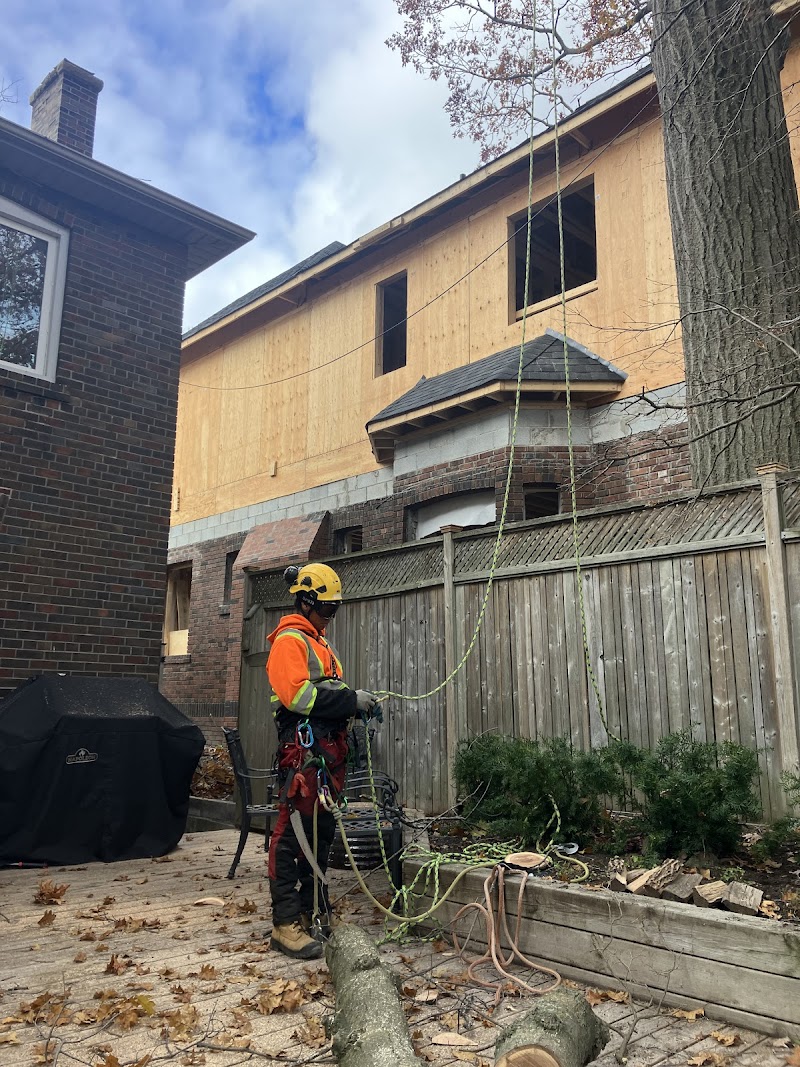 Sunnyside Arboriculture photo 3