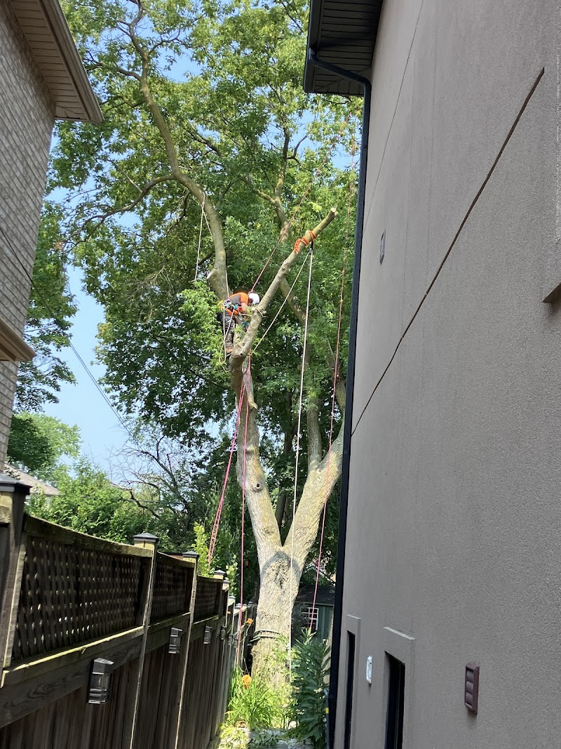 Sunnyside Arboriculture photo 4