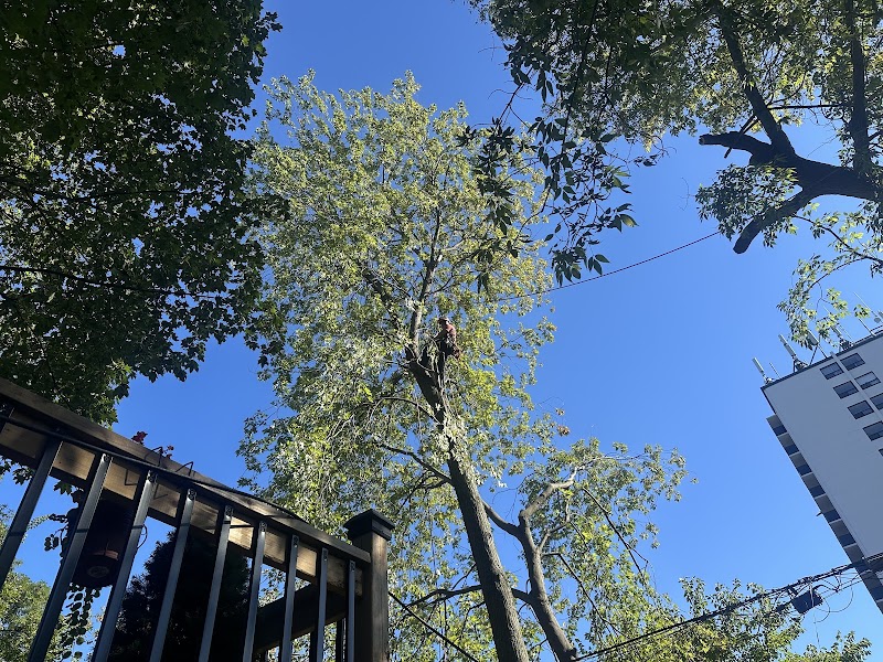 Sunnyside Arboriculture photo 5