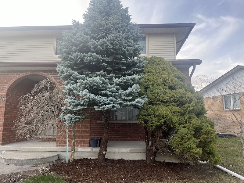 Garden Shine photo 1