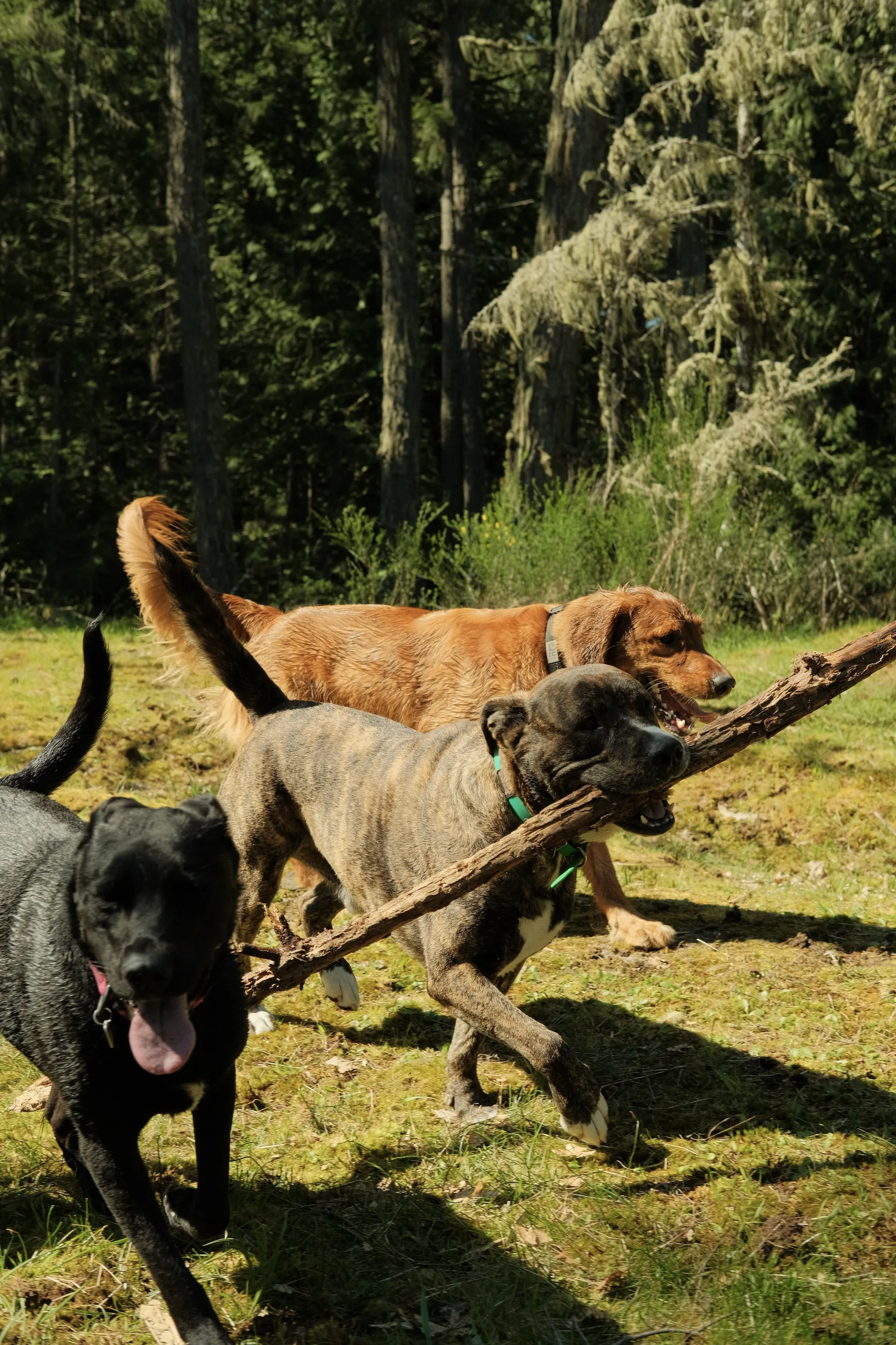 Social Dogs Club | Off-Leash Dog Walks